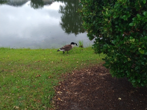 Canada Goose