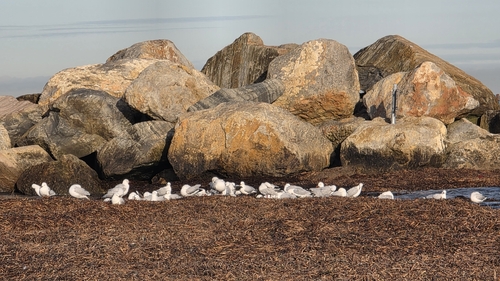 Silver Gull