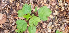 Hibiscus sabdariffa