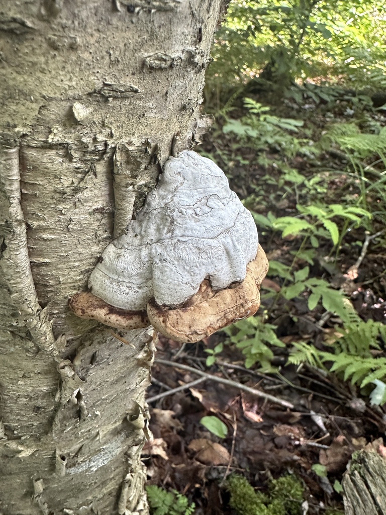Hoof Fungus