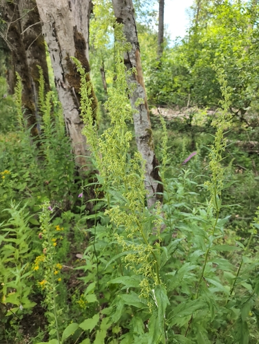 Artemisia suksdorfii, photograph 3