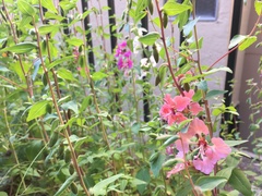 Clarkia unguiculata
