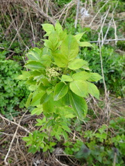 Sambucus nigra