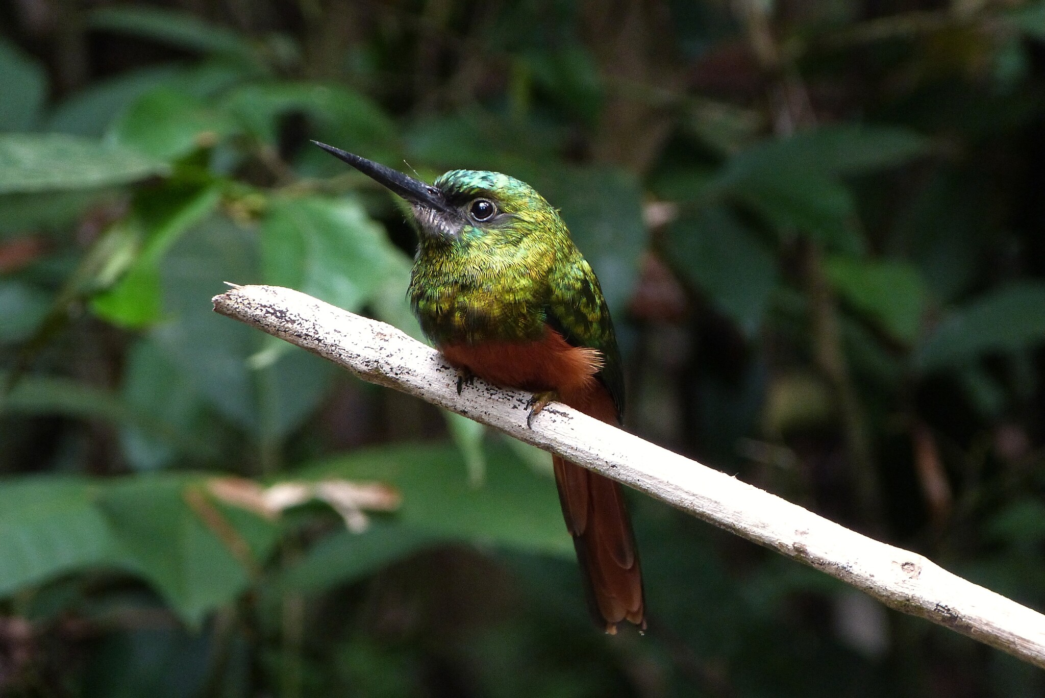 Bluish-fronted Jacamar (Galbula cyanescens), photo 2