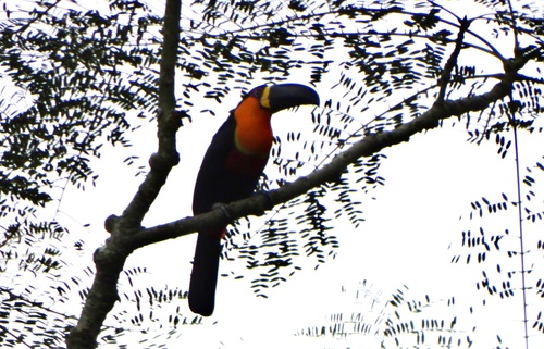 Ariel Toucan