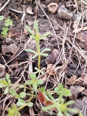 Galium aparine