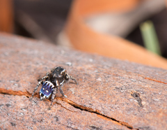Maratus harrisi