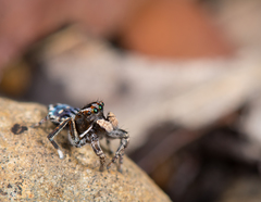 Maratus harrisi