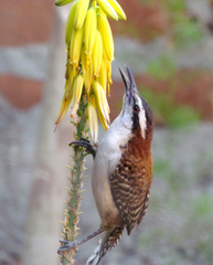 Campylorhynchus rufinucha
