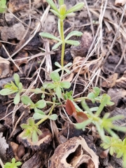 Galium aparine