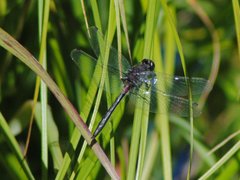 Leucorrhinia glacialis