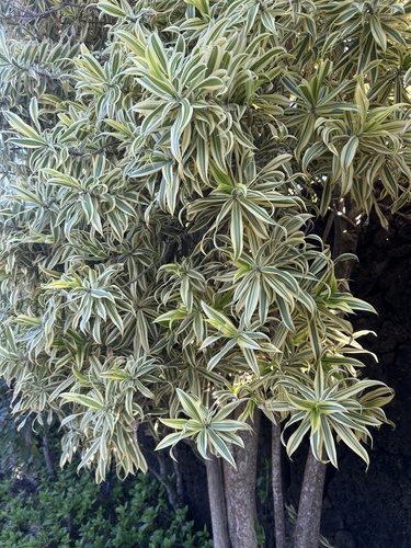Dracaena reflexa observed 2026-06-21