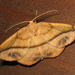 Juniper Geometer Moth - Photo (c) Anita Gould, some rights reserved (CC BY-NC), uploaded by Anita