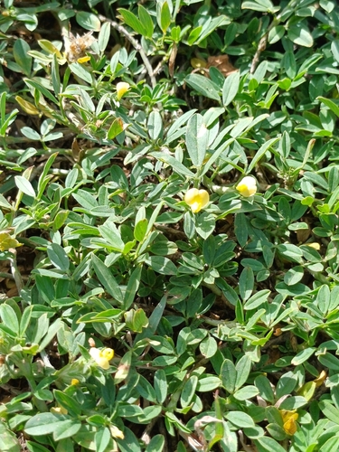Stylosanthes hamata, photograph 2