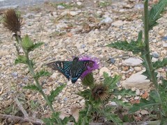 Phocides urania urania