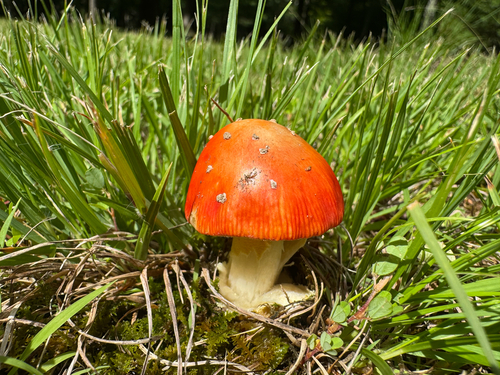 False Caesar's Mushroom