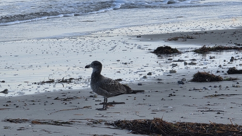 Pacific Gull