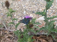 Phocides urania urania