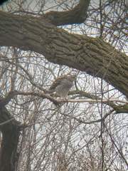 Accipiter cooperii