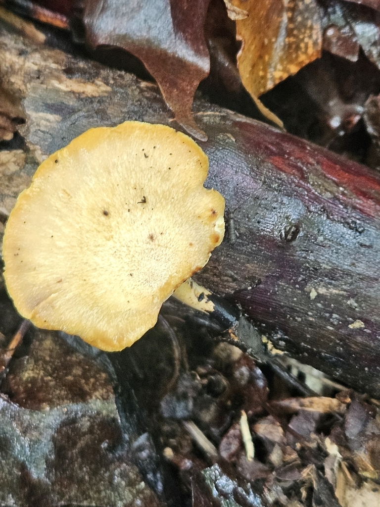 Blackfoot Polypore · June 2026 · photo: Photo: no rights reserved · iNaturalist