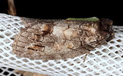 Discophlebia celaena