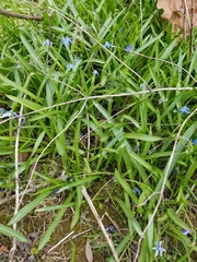 Scilla siberica