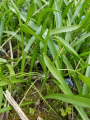 Scilla siberica