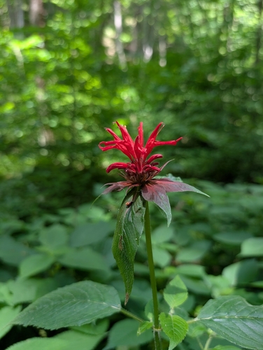 Monarda didyma