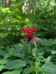 Monarda didyma