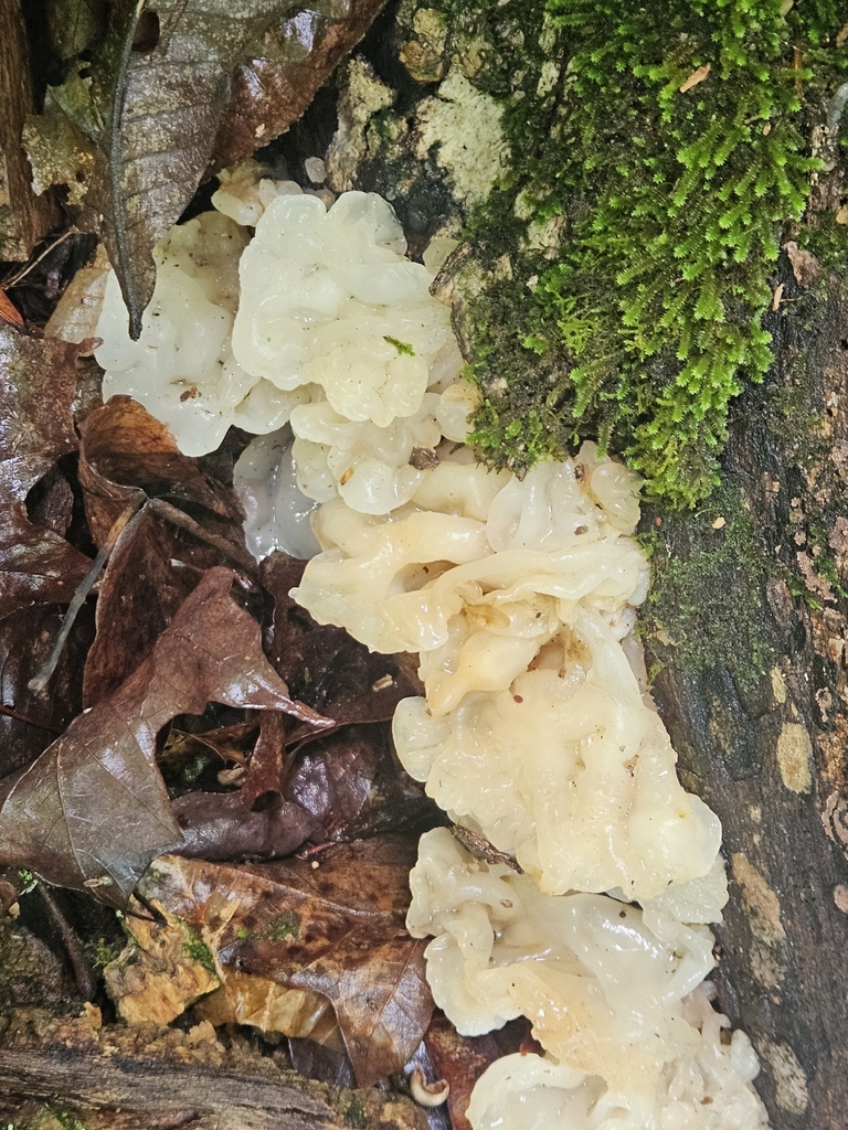 white jelly fungus · June 2026 · photo: Photo: no rights reserved · iNaturalist