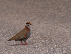 Phaps elegans