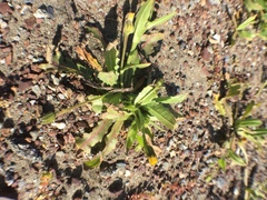 Agoseris apargioides