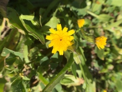 Agoseris apargioides