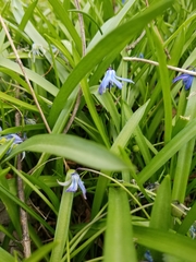 Scilla siberica