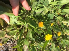 Agoseris apargioides