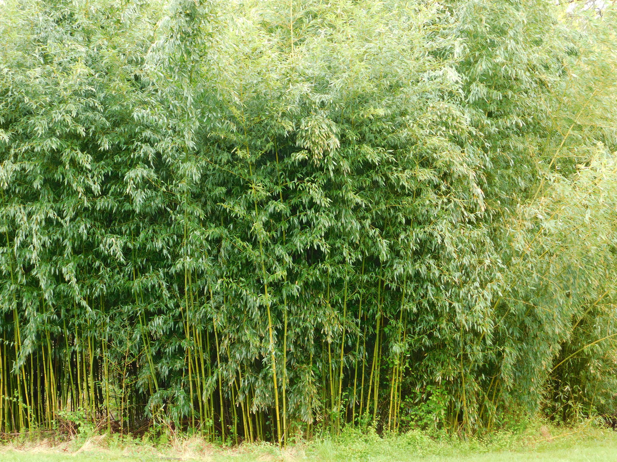 Phyllostachys aureosulcata