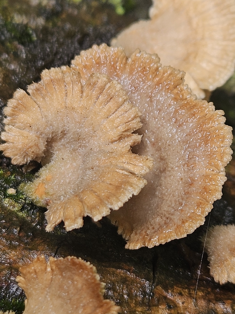 splitgill mushroom · June 2026 · photo: Photo: no rights reserved · iNaturalist