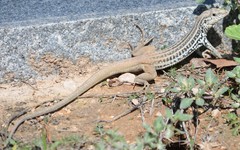 Aspidoscelis scalaris