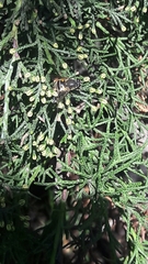 Eristalis bogotensis