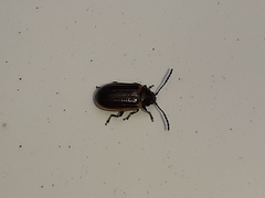 Microtheca ochroloma