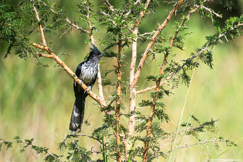 iNaturalist image