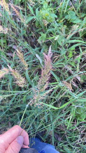 Molasses Grass