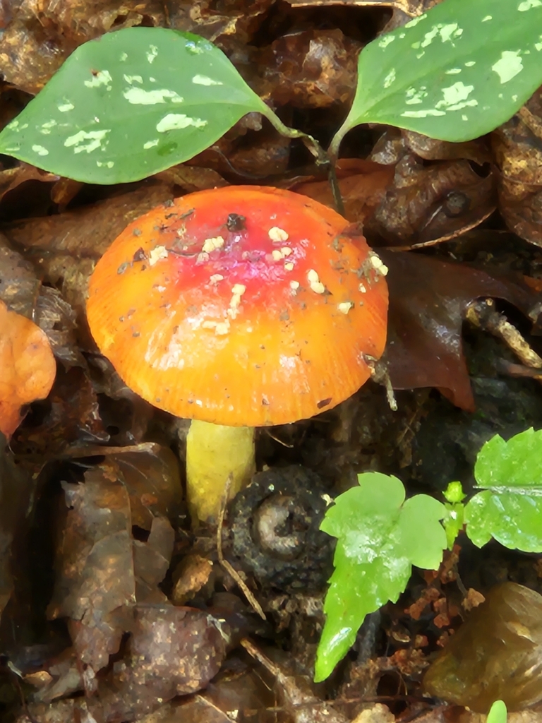 False Caesar's Mushroom · June 2026 · photo: Photo: no rights reserved · iNaturalist