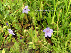 Erodium gruinum