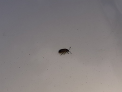 Microtheca ochroloma