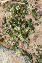 Cochlearia officinalis