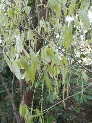Quercus serrata