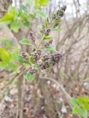 Syringa vulgaris