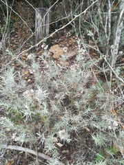 Achyranthemum paniculatum