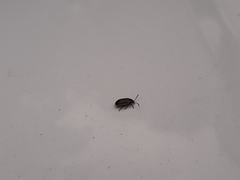 Microtheca ochroloma